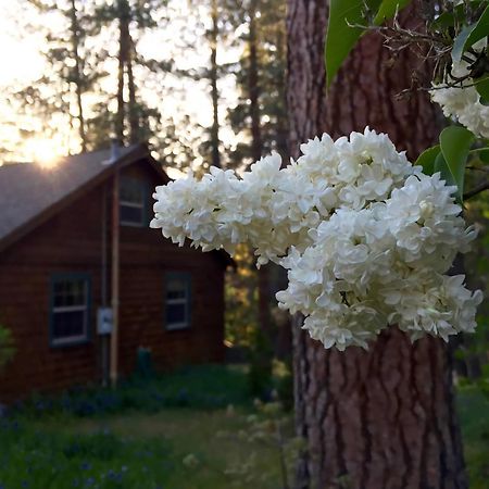 Ahwahnee-Be Vintage Cabin - Walk To Town! Айдлуайлд Экстерьер фото